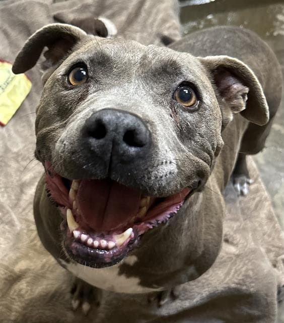 Dorian - Staffordshire Bull Terrier