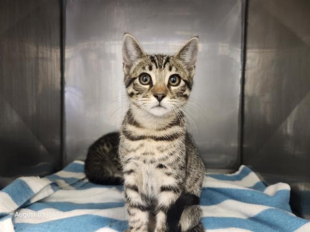 Reid - Domestic Short Hair