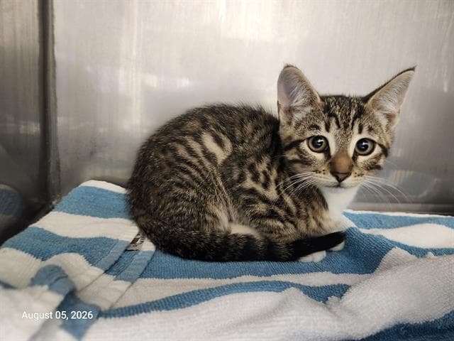 Elle - Domestic Short Hair