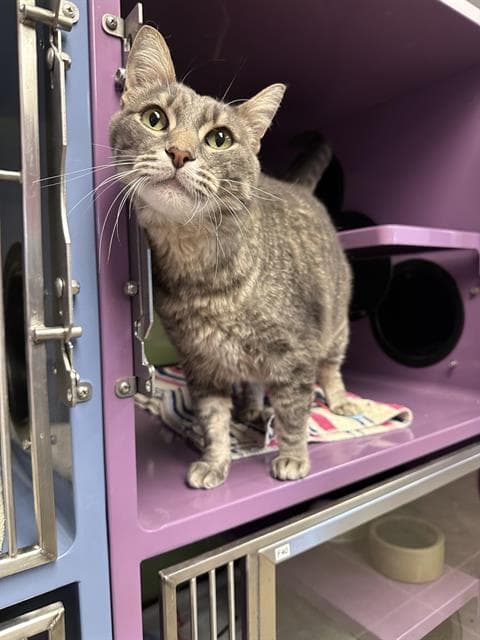 Angel - Domestic Short Hair