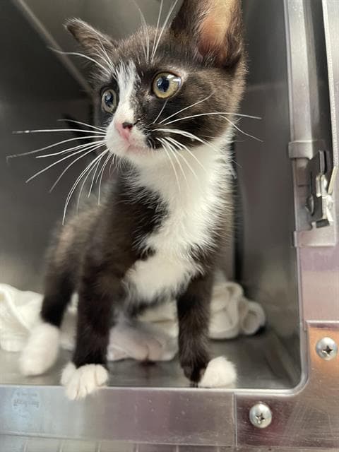 Baby Oliver - Domestic Short Hair