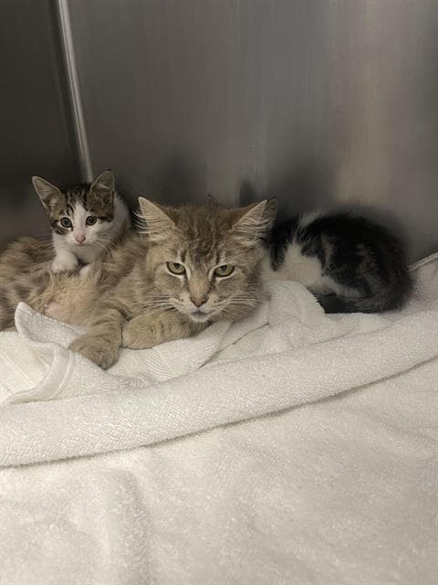 Farrah - Domestic Medium Hair