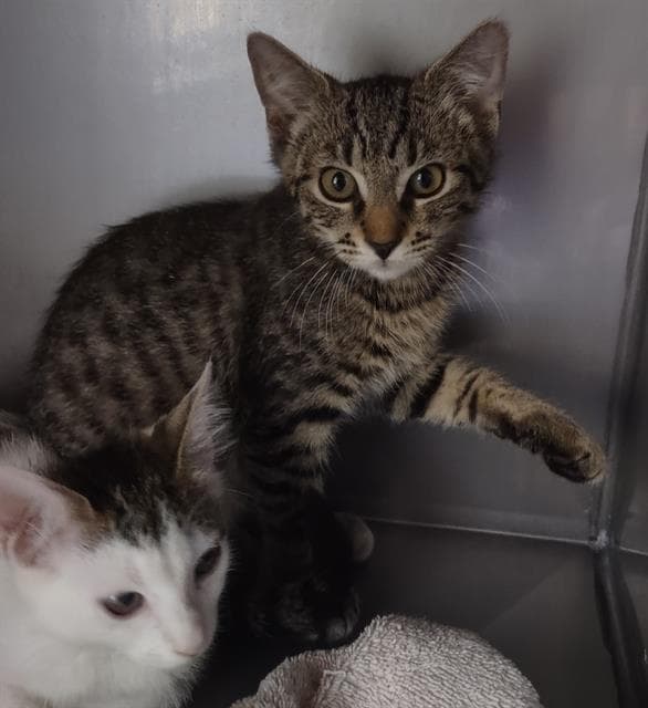 Newport - Domestic Short Hair