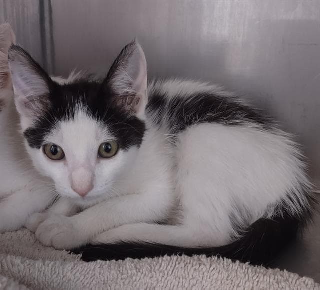 Laguna - Domestic Short Hair