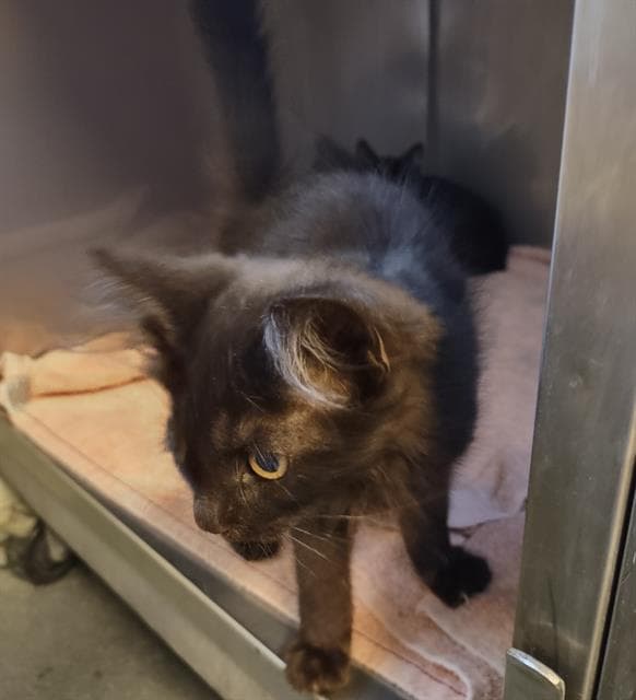 Venice - Domestic Medium Hair