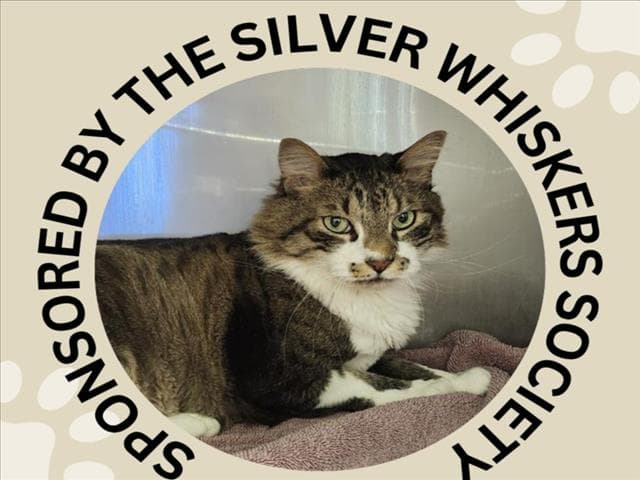 Jack - Domestic Medium Hair