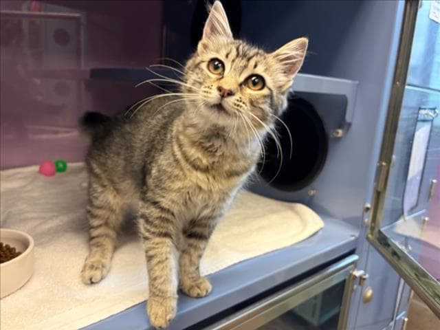 Corrinne - Domestic Medium Hair