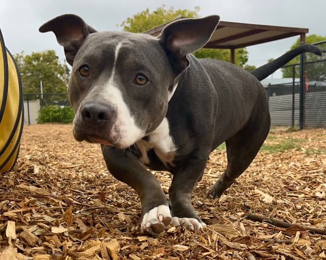 Peppermint Patty - Staffordshire Bull Terrier
