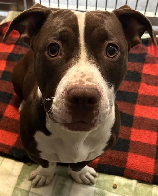 Milky Way - Staffordshire Bull Terrier