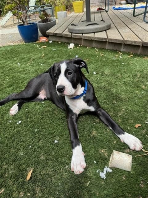 Saul - Staffordshire Bull Terrier
