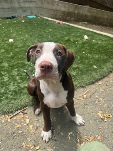 Ira - Staffordshire Bull Terrier
