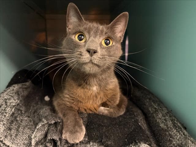 Granite - Domestic Short Hair