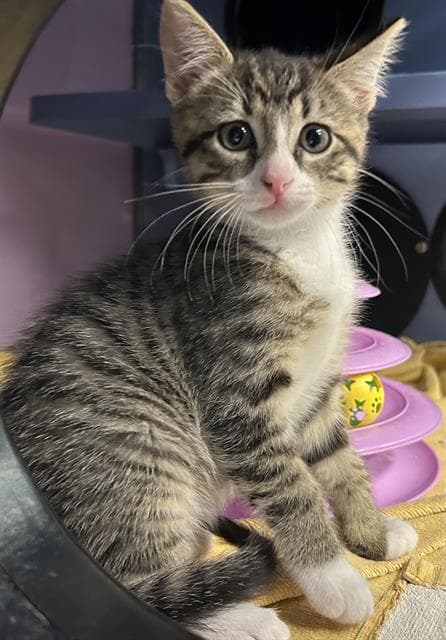 Tootsie - Domestic Short Hair