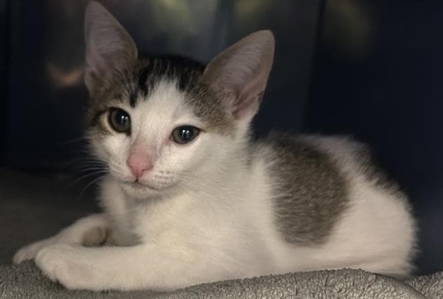 Lollie - Domestic Short Hair