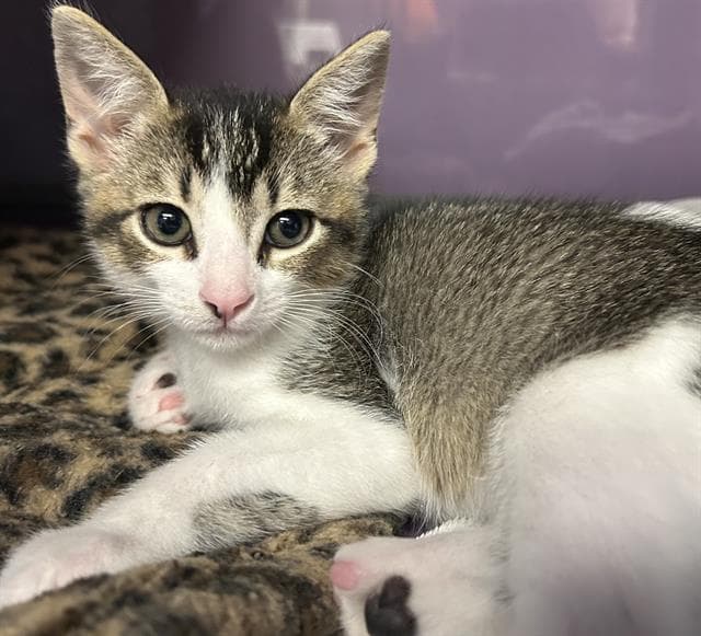 Dunken - Domestic Short Hair