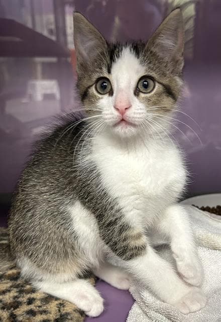 Princess Peach - Domestic Short Hair