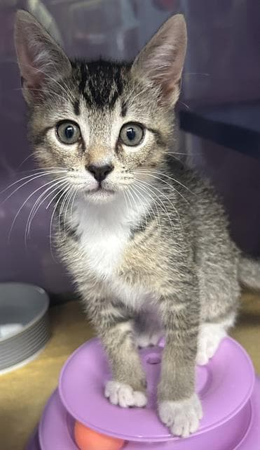 Louie - Domestic Short Hair