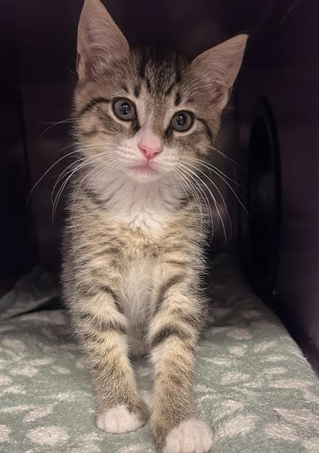 Shimmers - Domestic Short Hair