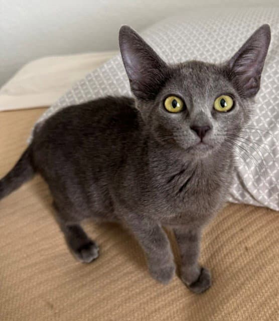 Athena - Domestic Short Hair