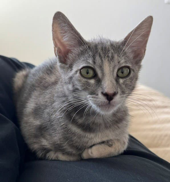 Artemis - Domestic Short Hair