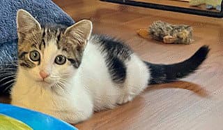 Peanut - Domestic Short Hair