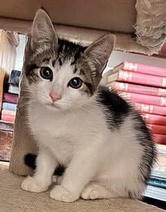 Cashew - Domestic Short Hair