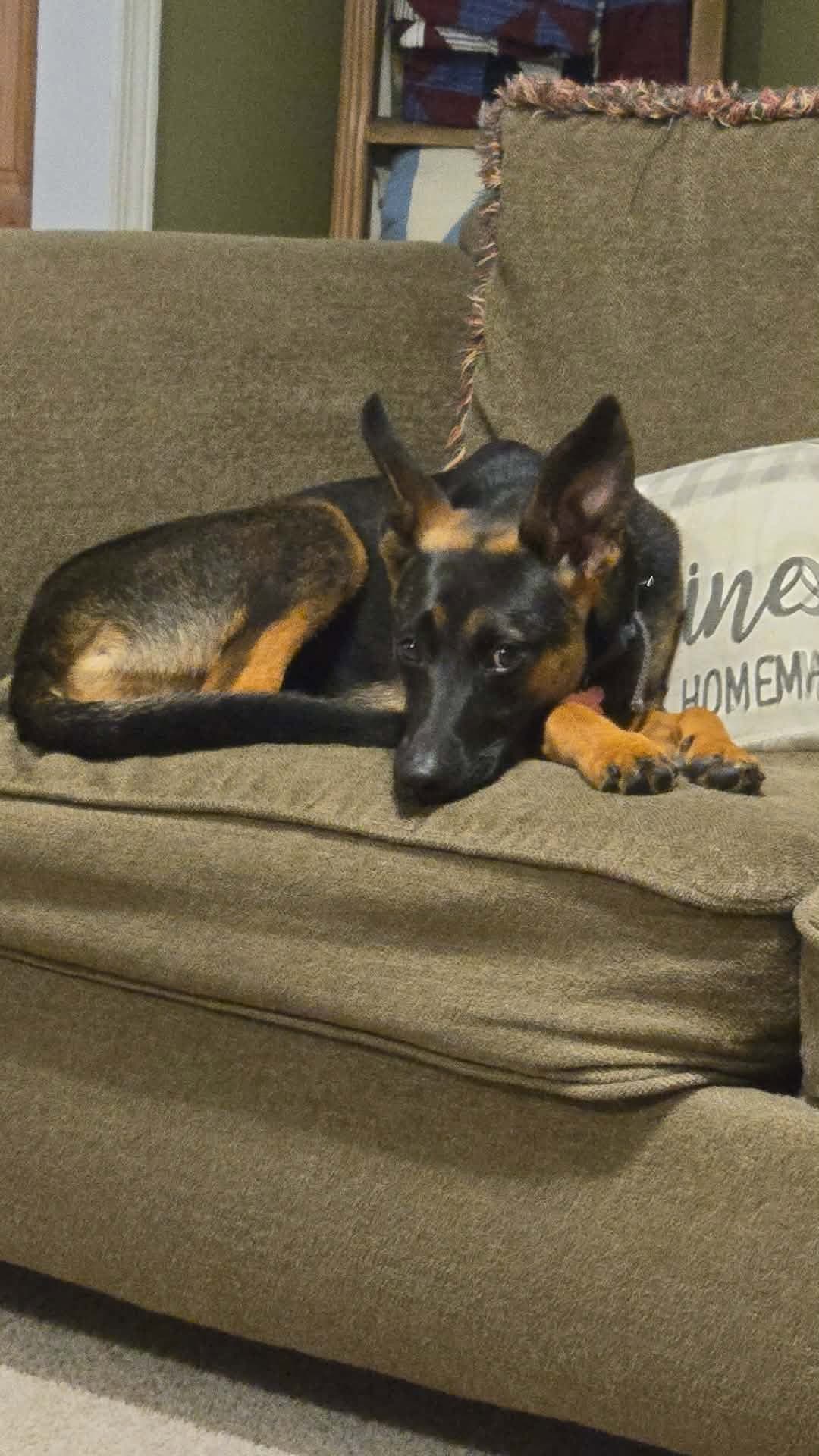 Athena Mo Lbs - German Shepherd Dog
