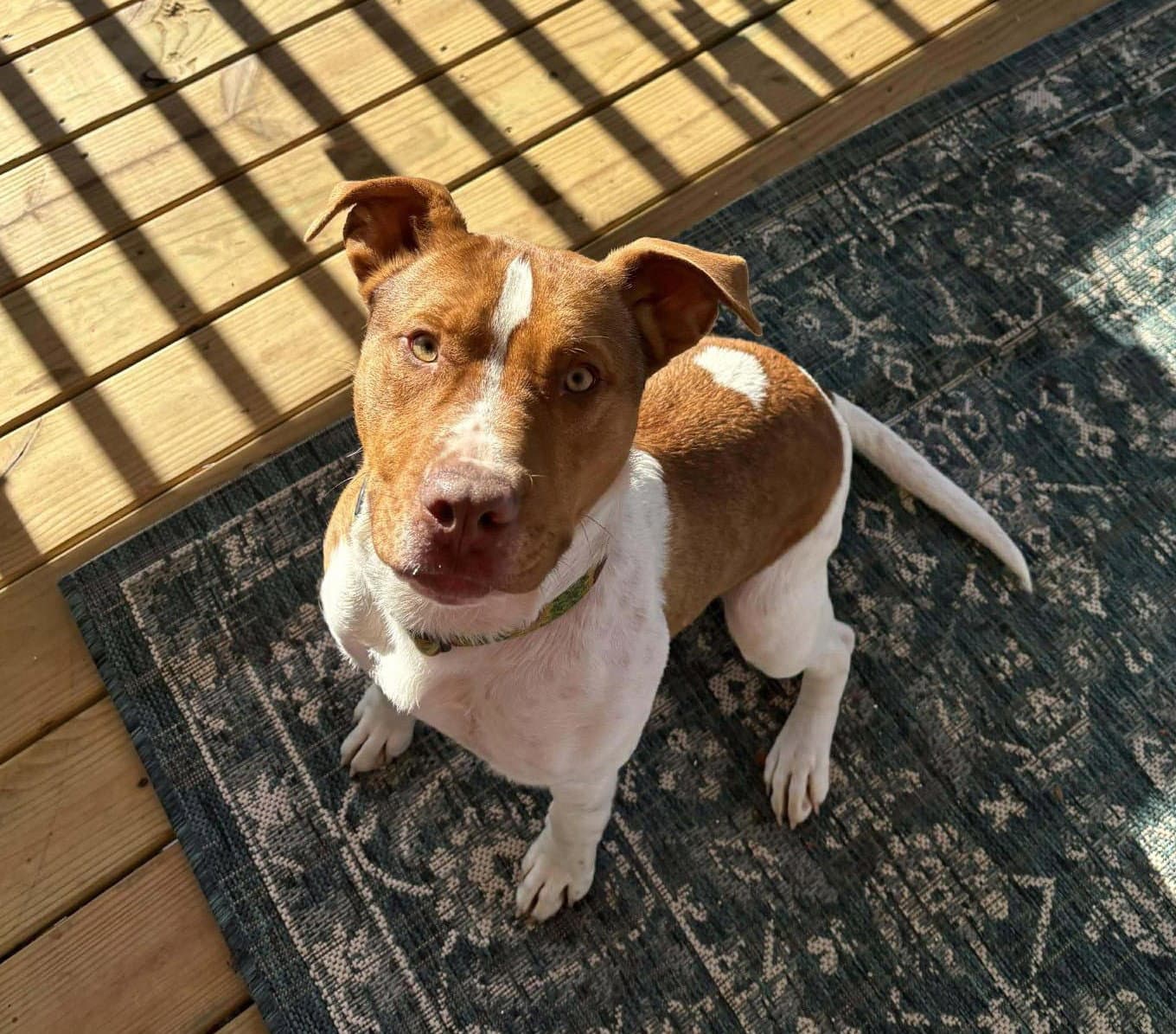 Rubble Ii Mo Lbs - Pit Bull Terrier