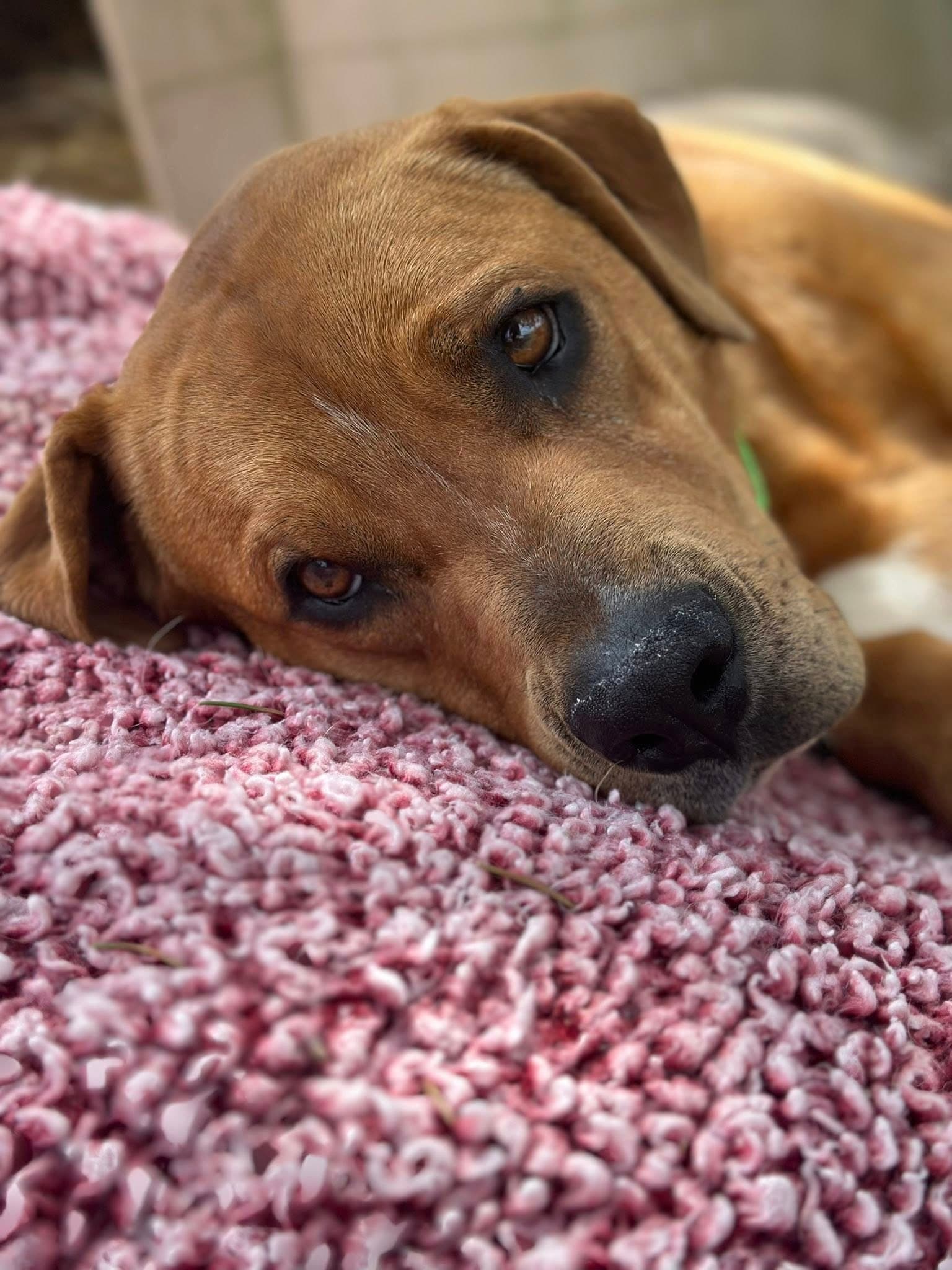 Jenny Yo Lbs - Hound