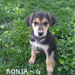 Ronja Wo Lbs image 2