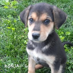Ronja Wo Lbs image 3