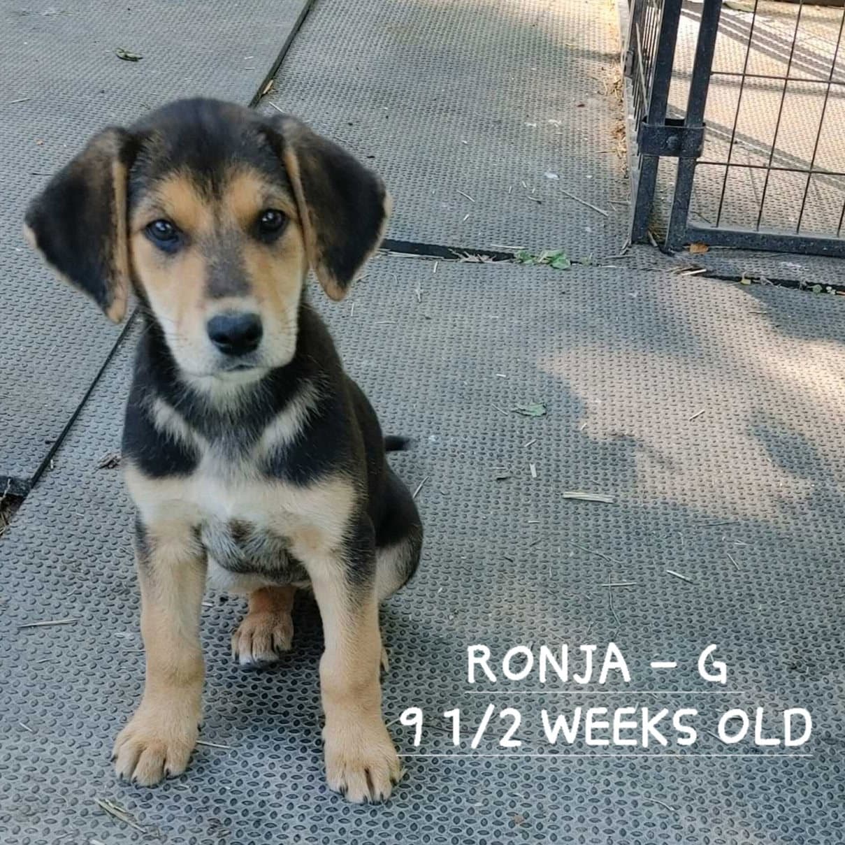 Ronja Wo Lbs - Hound