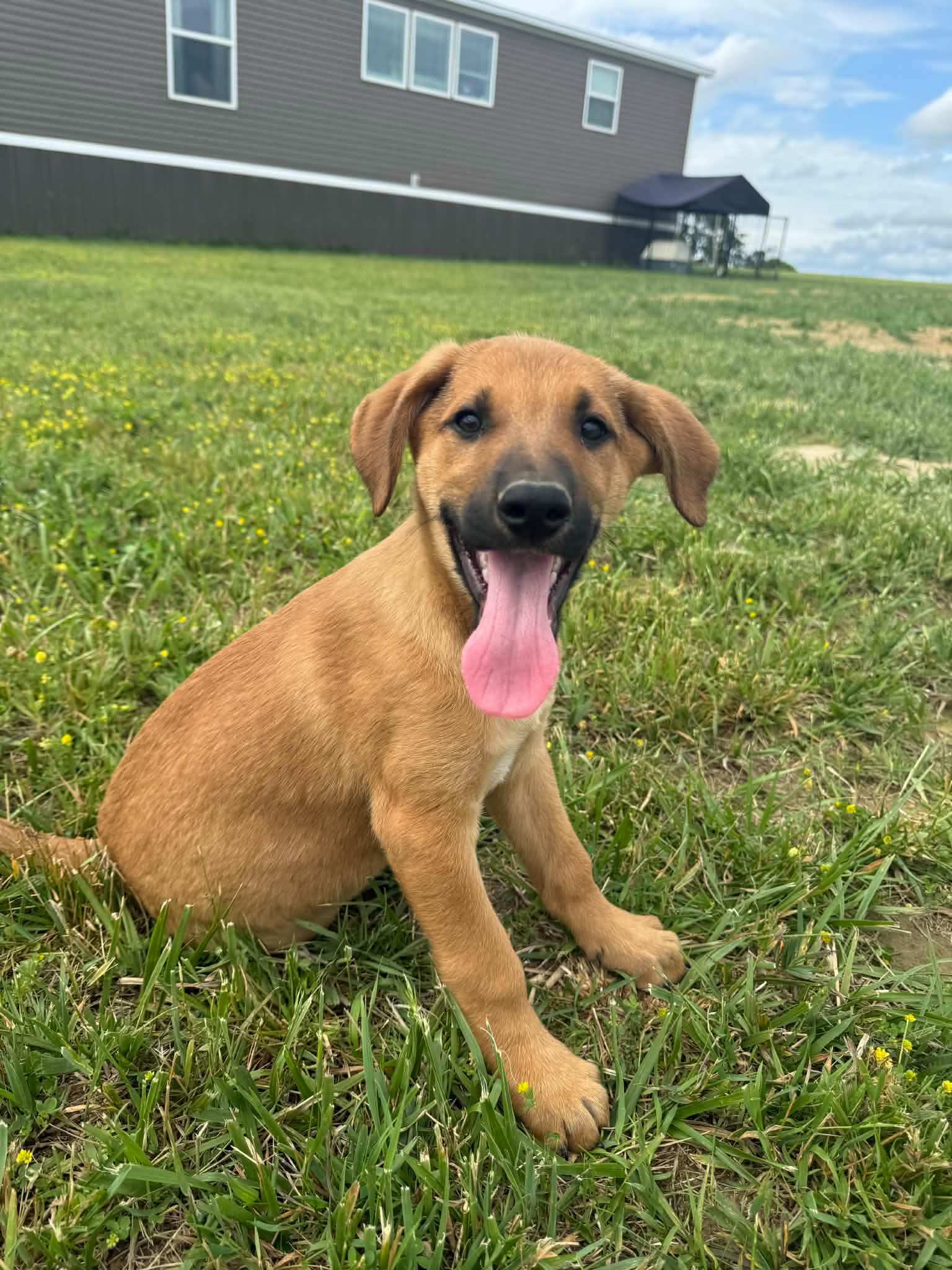 Hans Wo Lbs - Hound