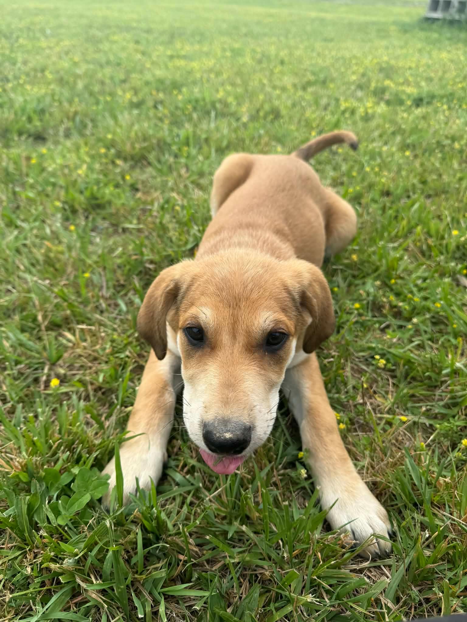 Elke Wo Lbs - Hound