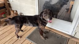 Rocco Yo Lbs image 2