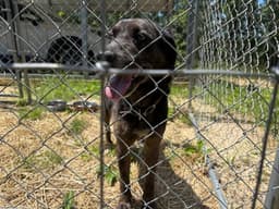 Rocco Yo Lbs image 4