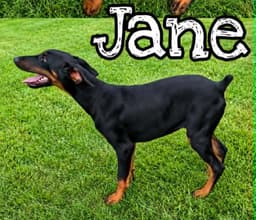 Jane Wo Lbs image 2