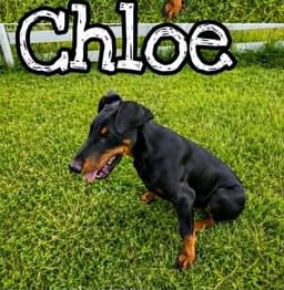 Chloe Wo Lbs image 2