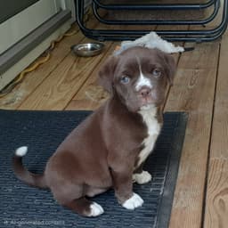 Dottie Wo Lbs image 2