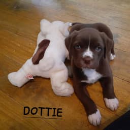 Dottie Wo Lbs image 3