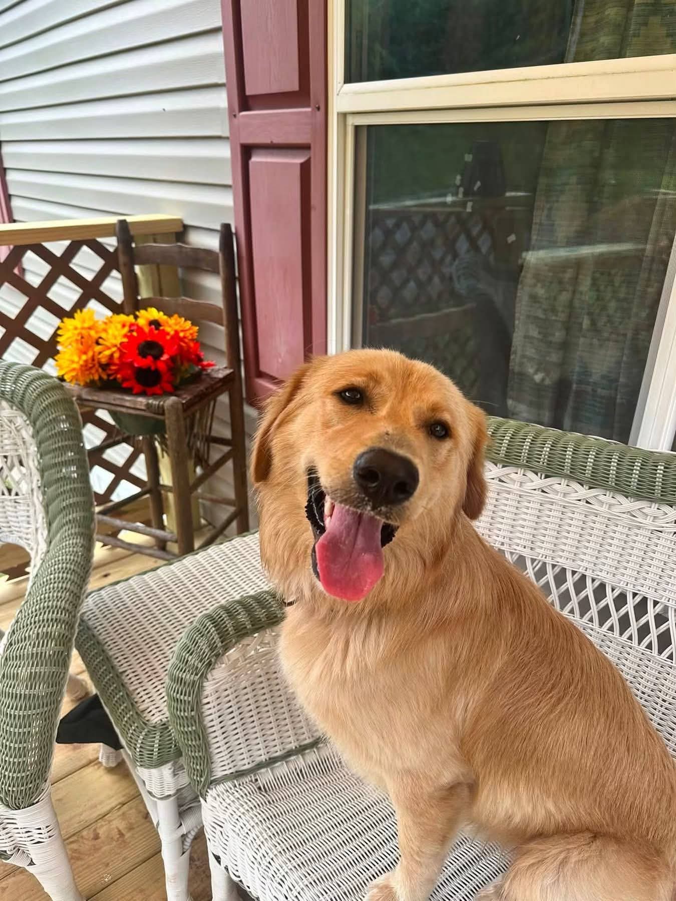 Tatormo Lbs - Golden Retriever