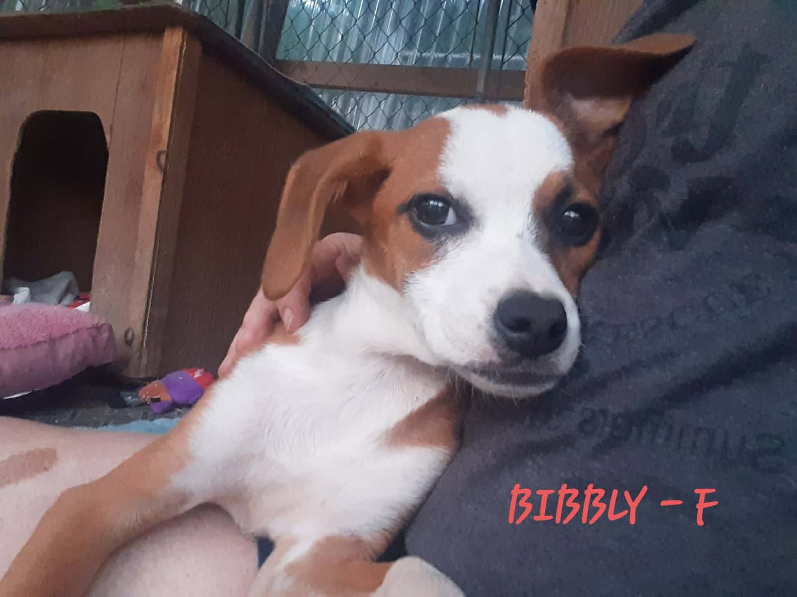 Bibbly Mo Lbs - Hound