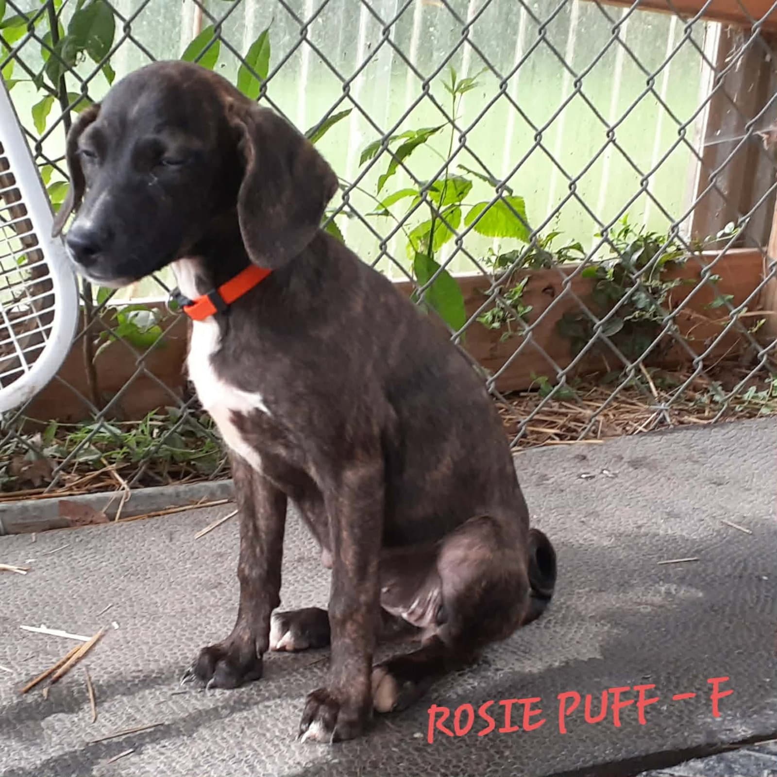 Rosie Puff Mo Lbs - Hound