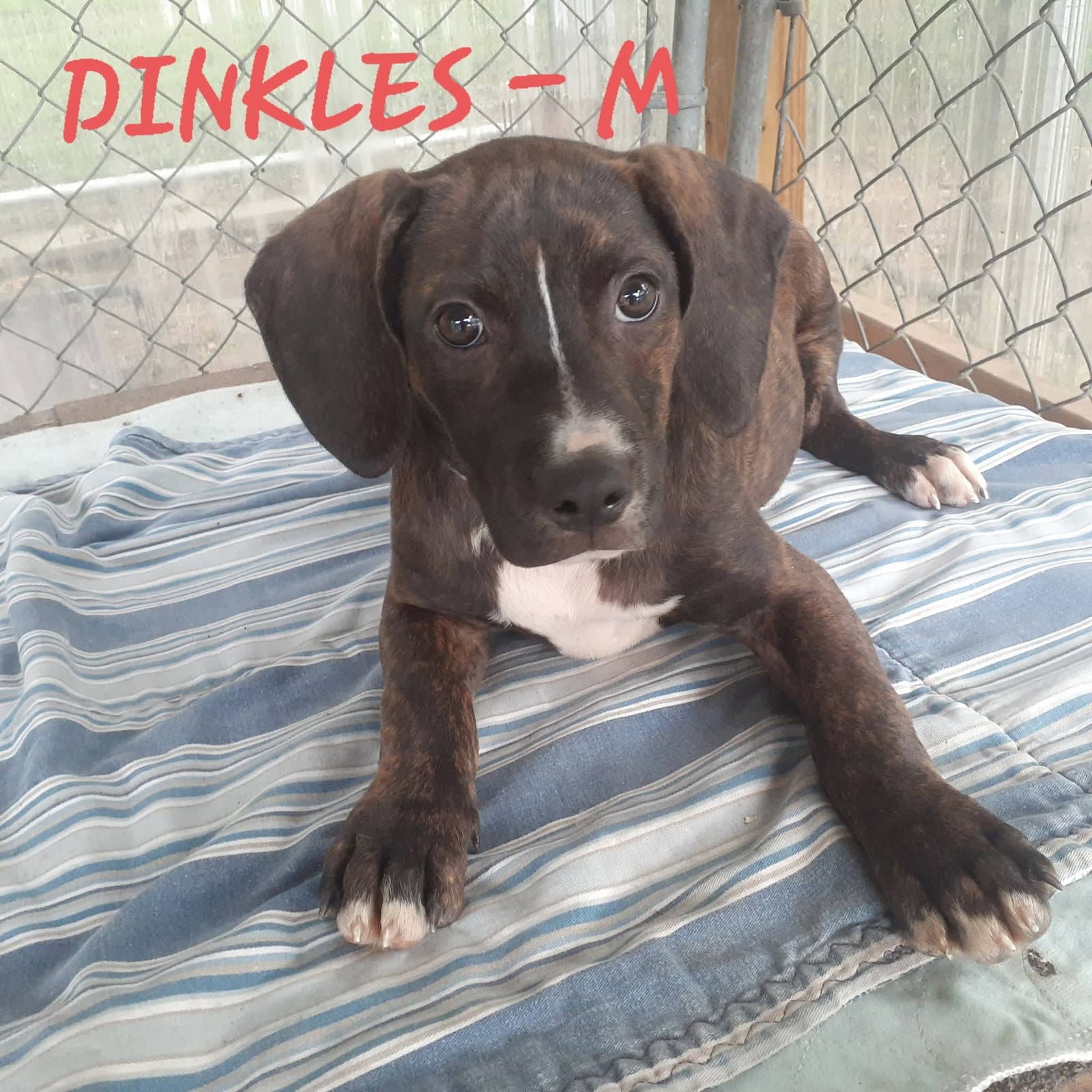 Dinkles Mo Lbs - Hound