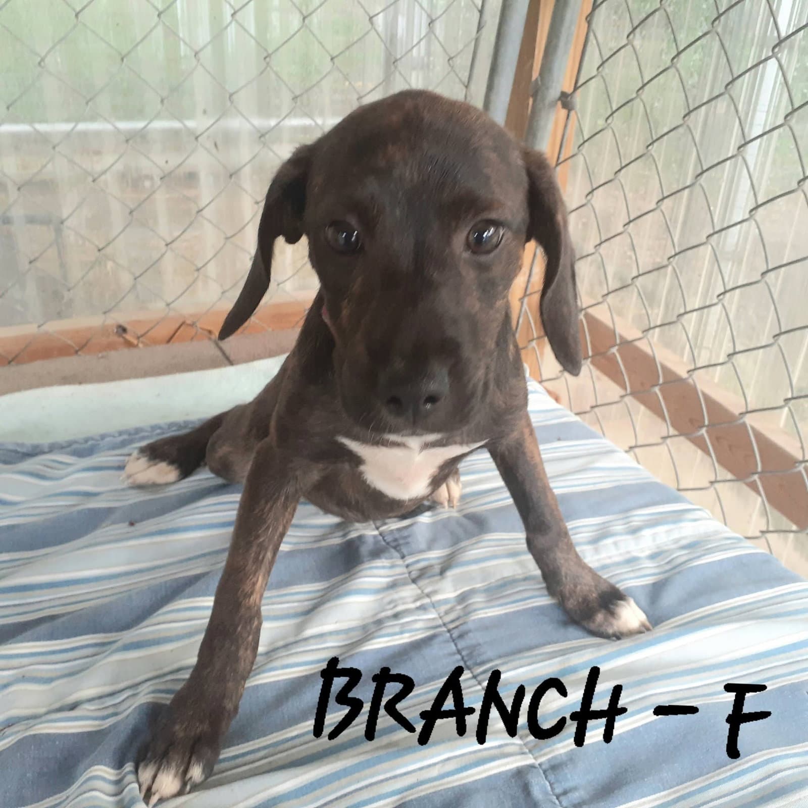 Branch Mo Lbs - Hound