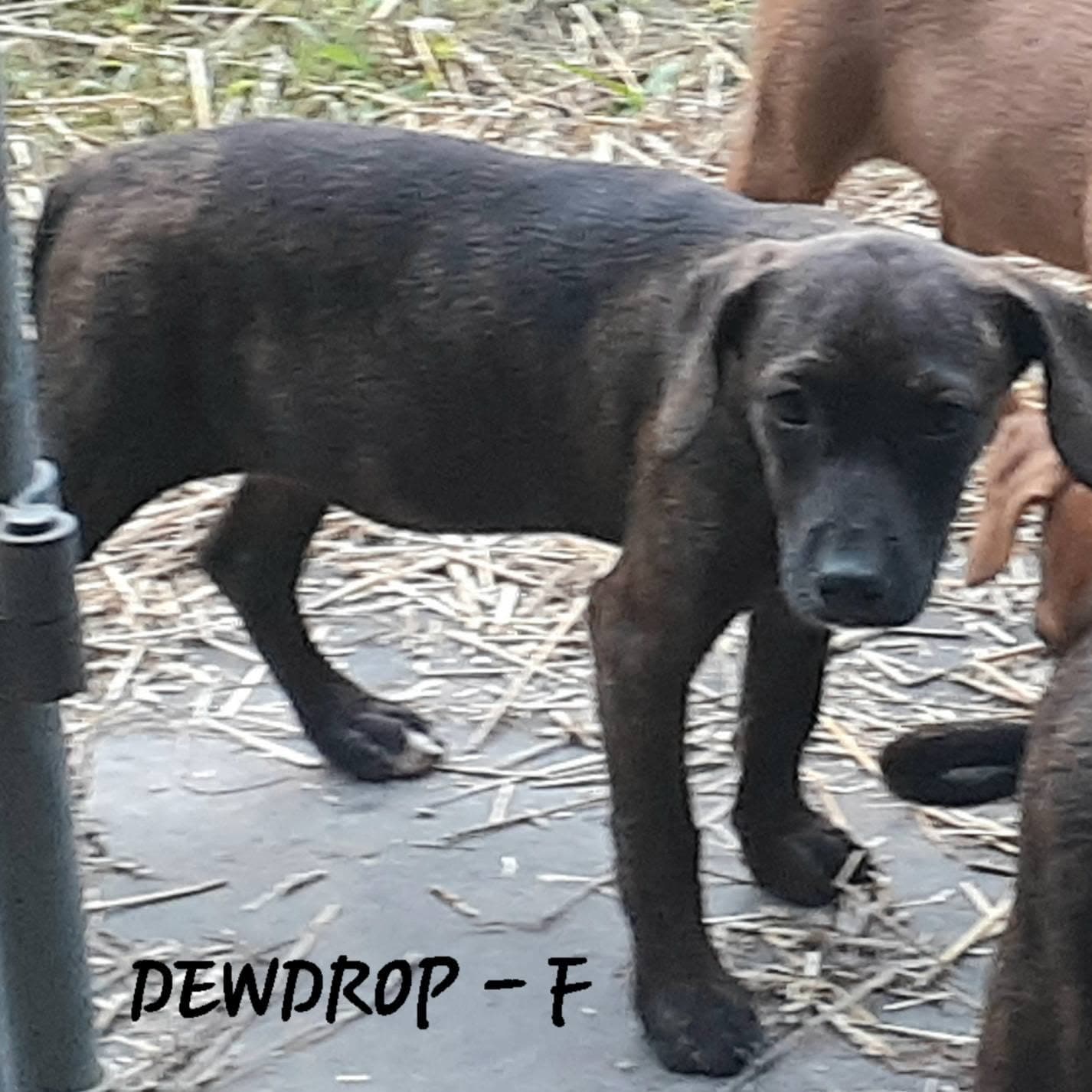 Dewdrop Mo Lbs - Hound