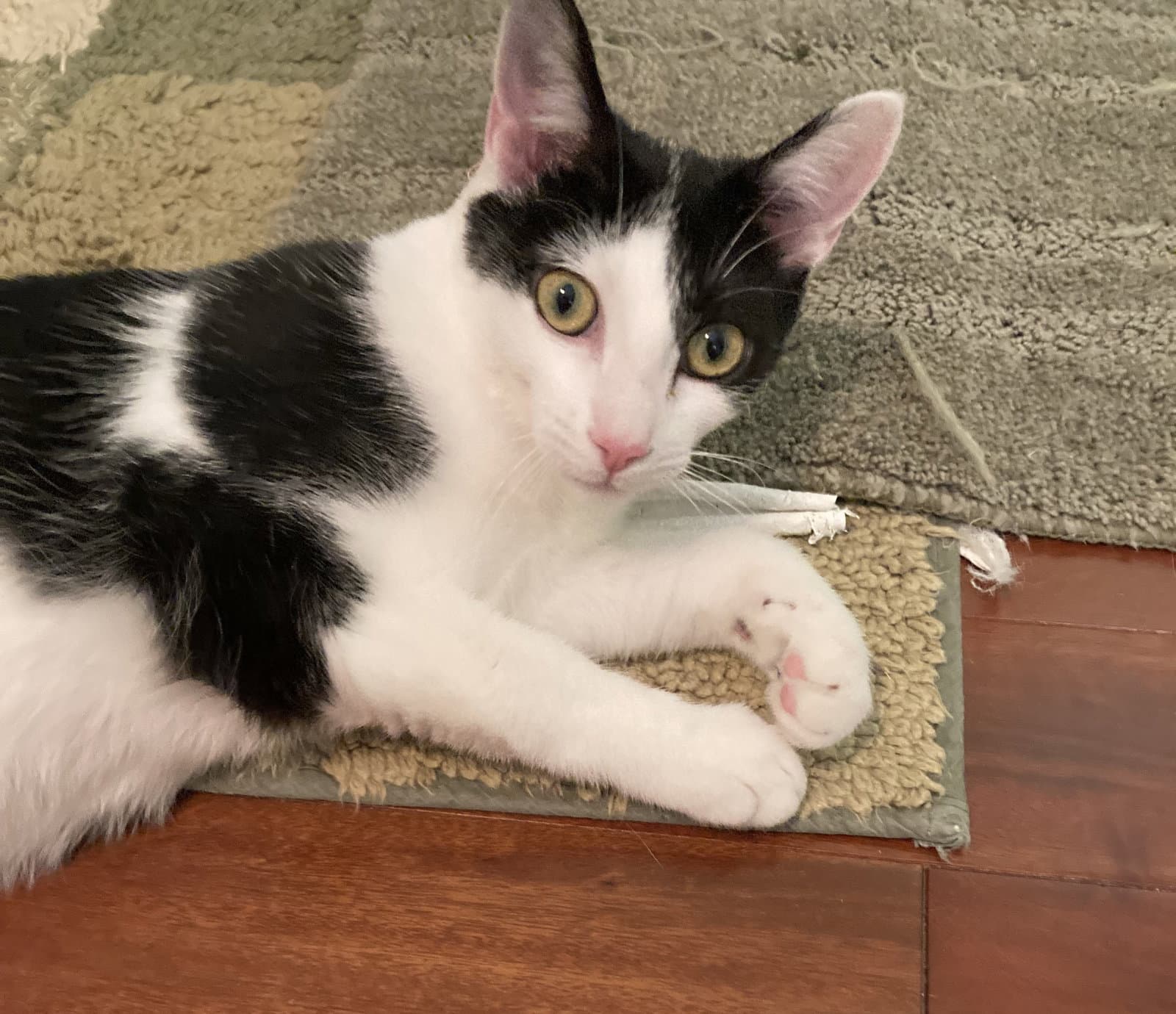 Bonny - Domestic Short Hair