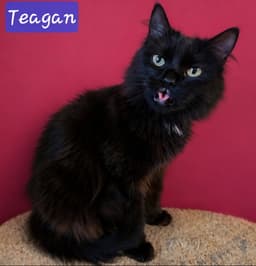 Teagan image 2
