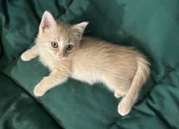 Niblet image 3