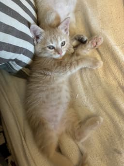 Niblet image 4
